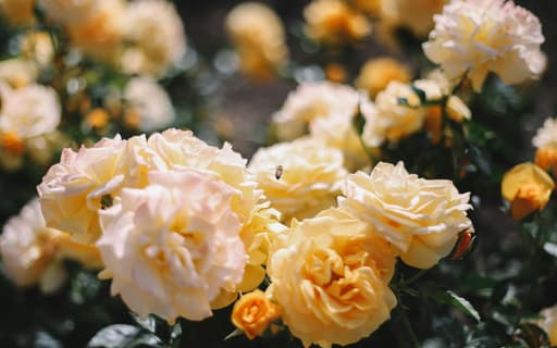 Slow Flowers