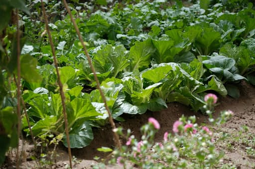 Anna's Tuin & Ruigte