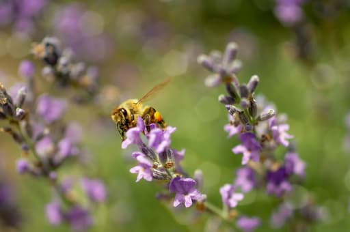 The Pollinators