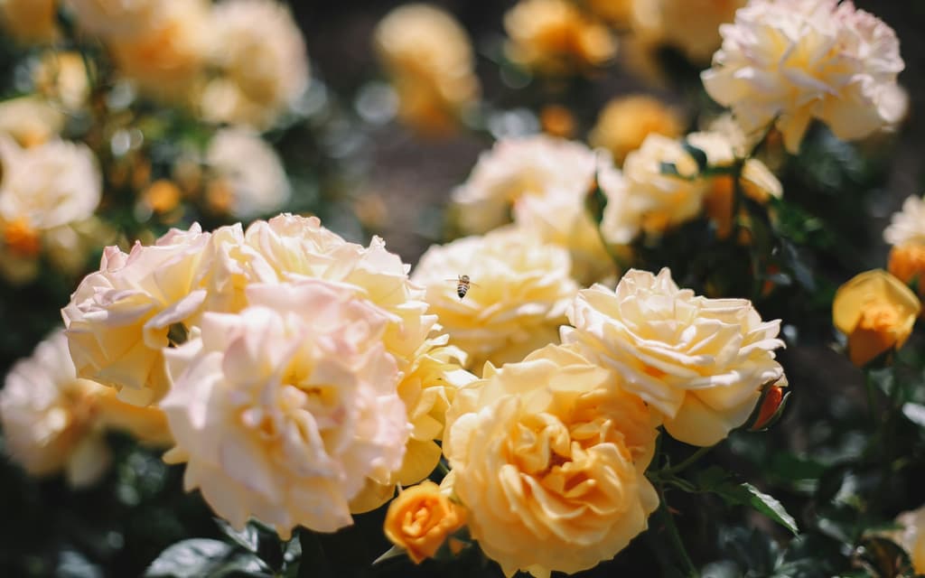 Slow Flowers