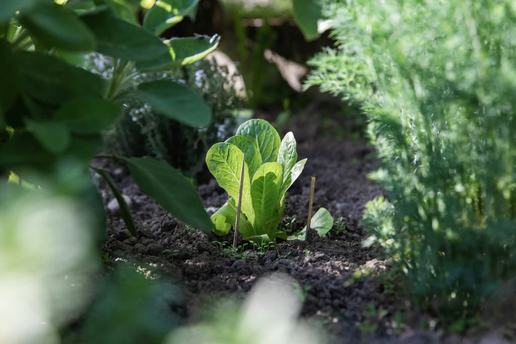 Groen Gemaal