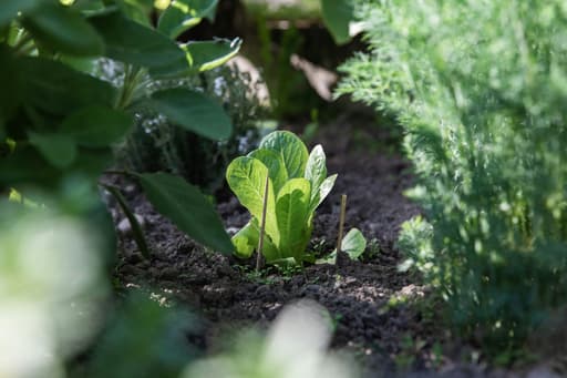 Groen Gemaal