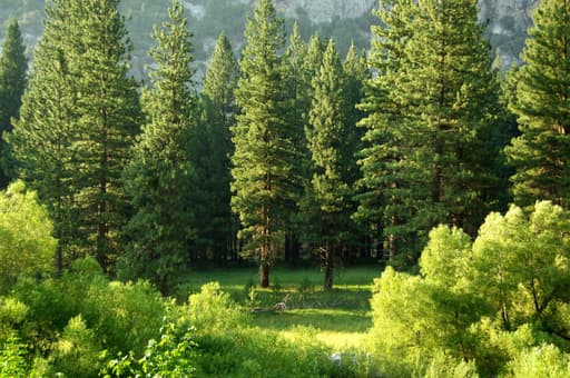 Trees for All