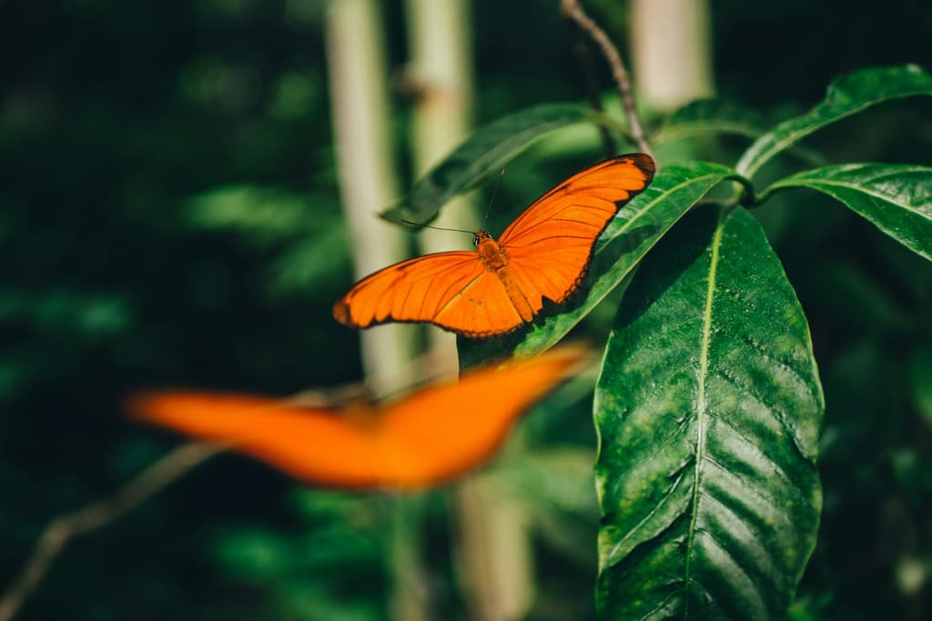 National Garden Butterfly Count