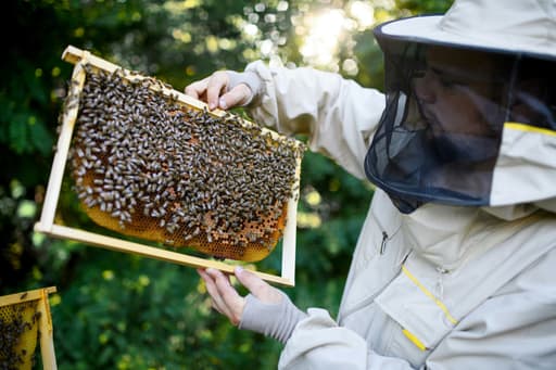 Beekeepers’ association Amsterdam